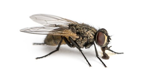 443 mouche domestique caracteristique mode de vie desinsectisation marignagne