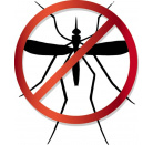 insectes